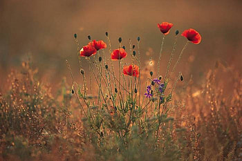Flowers in a field of straw, wild flowers, pretty, field, alone HD wallpaper