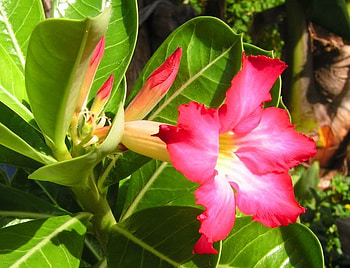 Desert Rose, rose, desert, pink, flower HD wallpaper