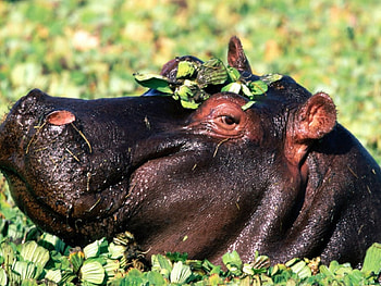 big but friend, animal, cute HD wallpaper