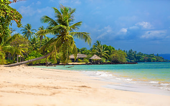 Beach, sea, palm, tree HD wallpaper