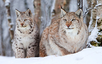 Animals, Snow, Iris, Sit, Snow Leopards HD wallpaper