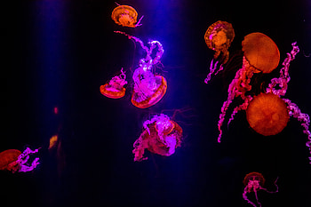 Jellyfish, underwater, orange glow, pink HD wallpaper