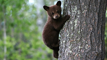 Animals, Bears HD wallpaper