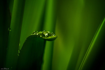 Water, Drops, Plant, Macro, Sheet, Leaf HD wallpaper