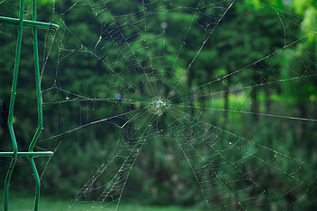 Web, Macro, Grid, Weaving, Braiding HD wallpaper