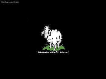 sheep, baa, no, means HD wallpaper