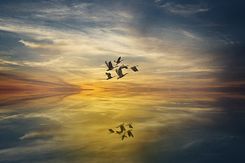 White birds, sunset, lake, reflections, fantasy HD wallpaper