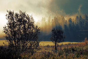 Nature, Trees, Autumn, Dawn, Fog HD wallpaper