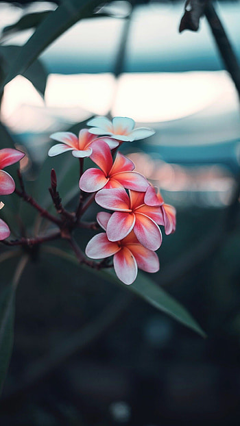 nature , Flowers graphy, Beautiful , Captivating blooms HD phone wallpaper