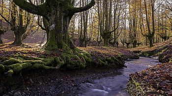 Gorbea Natural Park, Basque Country, Spain, trees, creek, woods, plants HD wallpaper