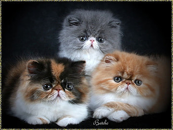 Beautiful Persian Kittens, fur, kitten, feline, whiskers HD wallpaper