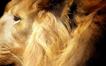 Lion, animals HD wallpaper