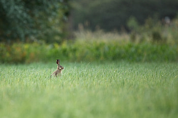 Animals, Grass, Animal, Focus, Hare HD wallpaper