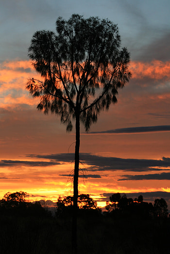 Nature, Sunset, Horizon, Silhouette, Wood, Tree HD phone wallpaper