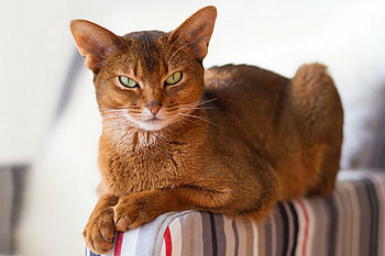 Abyssinian Cat, Ancient breed, Short-haired beauty, Golden coat HD wallpaper