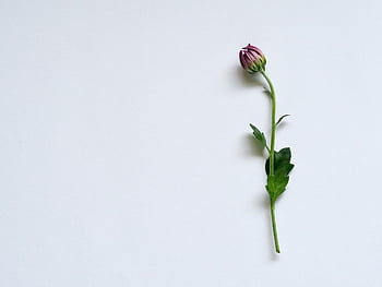 A minimalist close-up of a single flower bud with a white background, ideal for simple design concepts. HD wallpaper