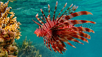 Red lionfish, Fish HD wallpaper