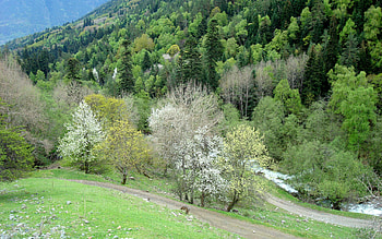 Nature, Trees, Grass, Elevation HD wallpaper