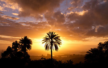 Mac's palm tree , paradise, Stunning visuals, Tropical bliss HD wallpaper