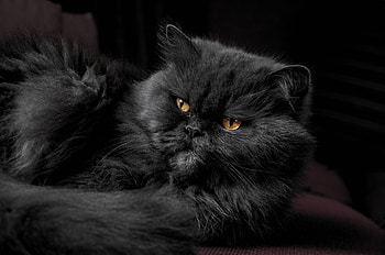 Animals, Cat, Fluffy, Grey HD wallpaper
