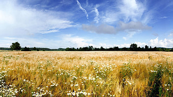 Nature, Flowers, Sky, Camomile, Field, Ease HD wallpaper