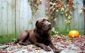 Animals, Autumn, Leaves, To Lie Down, Lie, Dog, Relaxation, Rest HD wallpaper