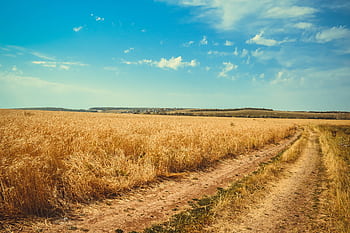 A vast golden wheat field under a clear blue sky with a dirt path leading into the distance. HD wallpaper
