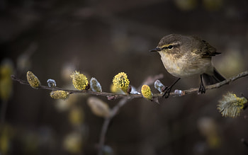 Bird, animal, branch, nature HD wallpaper