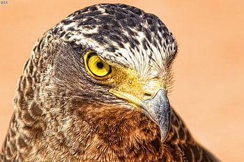 eagle, beak, bird, nature, bird of prey HD wallpaper