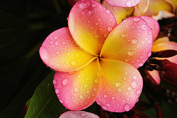 Plumeria, nature, flowers, flower HD wallpaper
