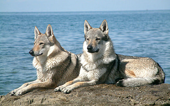 Animals, Dogs, Stones, Sea, Couple, Pair, To Lie Down, Lie HD wallpaper