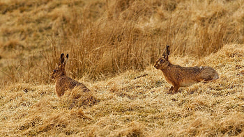 Animals, Grass, Sit, Couple, Pair, Hares HD wallpaper