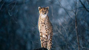 Cheetah Is Standing On Rock In Blur Winter Trees Background With Stare Look Cheetah HD wallpaper