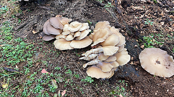 Oyster mushrooms, Fungal research, Mycology enthusiasts, Mushroom enthusiasts HD wallpaper