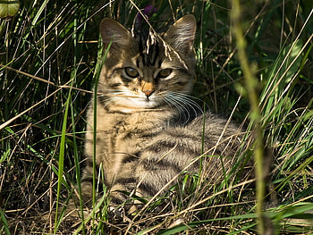 Cat in the grass, sweet, animal, kitten, cat, nature, grass, feline, pet HD wallpaper