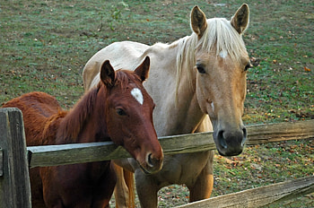 *** Me & my mom ***, animal, horses, hors, animals HD wallpaper