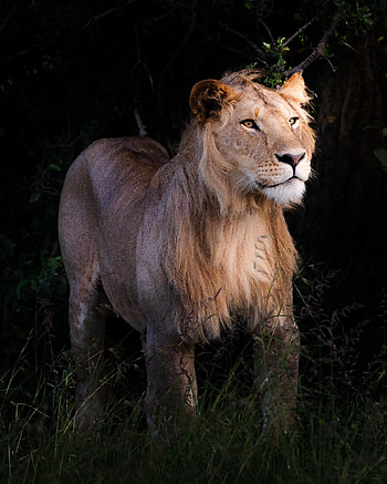 Animals, Lion, Predator, Wildlife, Beast HD phone wallpaper