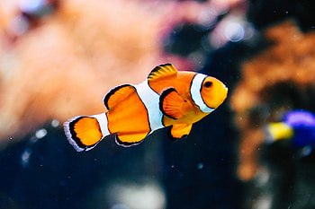 Fish , HQ , , High quality HD wallpaper