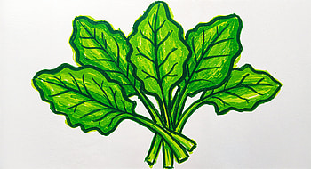 Vibrant Spinach: A Ultra Delight, spinach, vegetable, illustration HD wallpaper