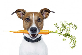 Amazing wellness, dog, carrot, health, food, orange, love, amazing, wellness, forever HD wallpaper