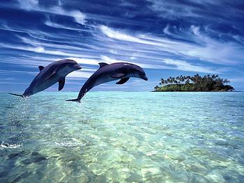 Animals, Dolfins HD wallpaper
