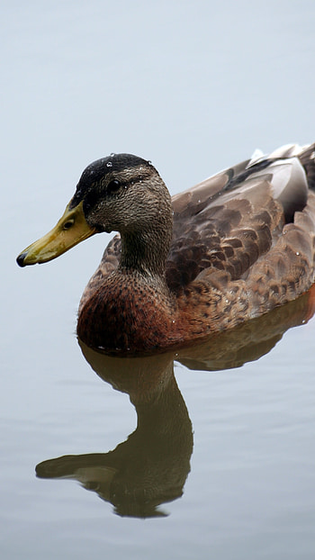 Duck, Swimmer Duck HD phone wallpaper