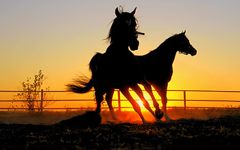 dark horse, sunshine, animal, horse, wild, beauty, shine, nature, sky, sun, silhouette, sunset HD wallpaper