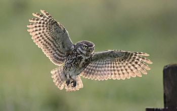 owl, animal, wings, bird HD wallpaper