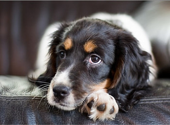 Dog, dogs, puppies HD wallpaper