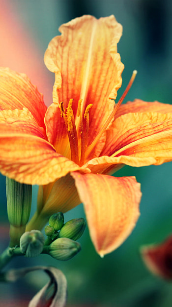 Orange lily , 6 Plus, Bright and bold, Nature HD phone wallpaper