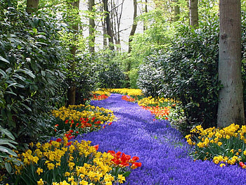 Flowers, other, beautiful, nature HD wallpaper