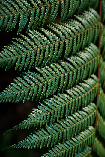 Leaves, Macro, Fern, Carved, Branch HD phone wallpaper