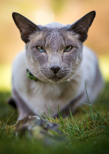 Animals, Cat, Muzzle, Blur, Smooth, Sight, Opinion, Eared, Severe HD phone wallpaper