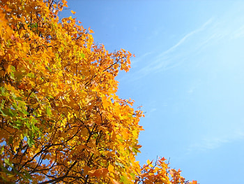 Plants, Trees, Autumn HD wallpaper